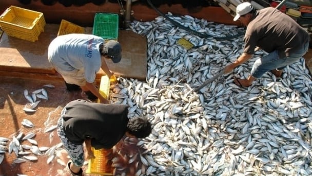 Difficult to achieve the target of reducing seafood exploitation output by 8%